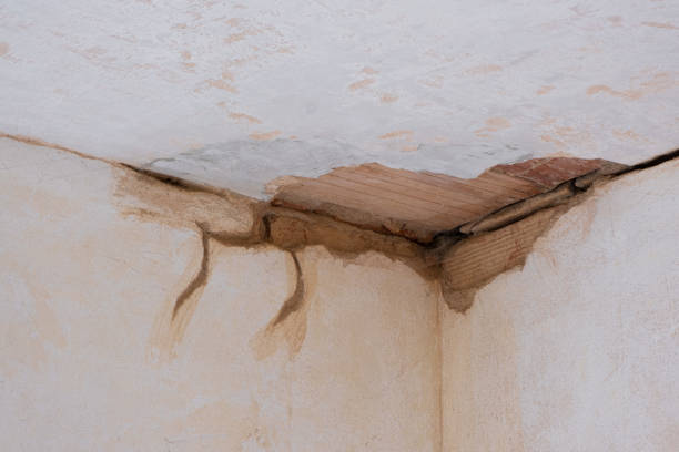 Best Mold removal after water damage  in Oro Valley, AZ