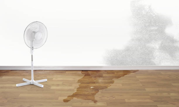 Best Water damage contractors near me  in Oro Valley, AZ